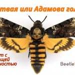 Бражник мертвая голова
