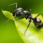Черные муравьи являются самым многочисленным видом