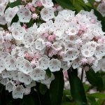 Цветы кальмия Растение кальмия Кустарник кальмия фото
