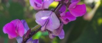 Долихос цветок-лиана, вьющаяся сирень. Фото и описание, выращивание из семян в открытом грунте, уход