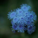 Фото хьюстониания
