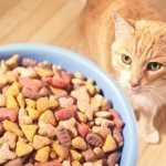 как отучить кота от корма