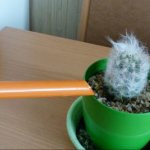 Как ухаживать за кактусом: Верхний полив