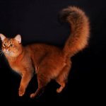 кот-лиса