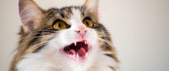 кот Мяу