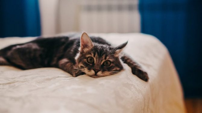 причины аллергии на кошек