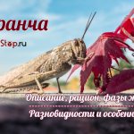 Саранча