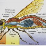 Внутреннее строение мухи - схема