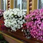 Выращиваем петунию в домашних условиях, профессиональные советы